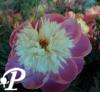 Paeonia lactifolia Bowl of Beauty